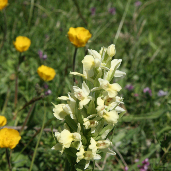 Dactylorhiza insularis